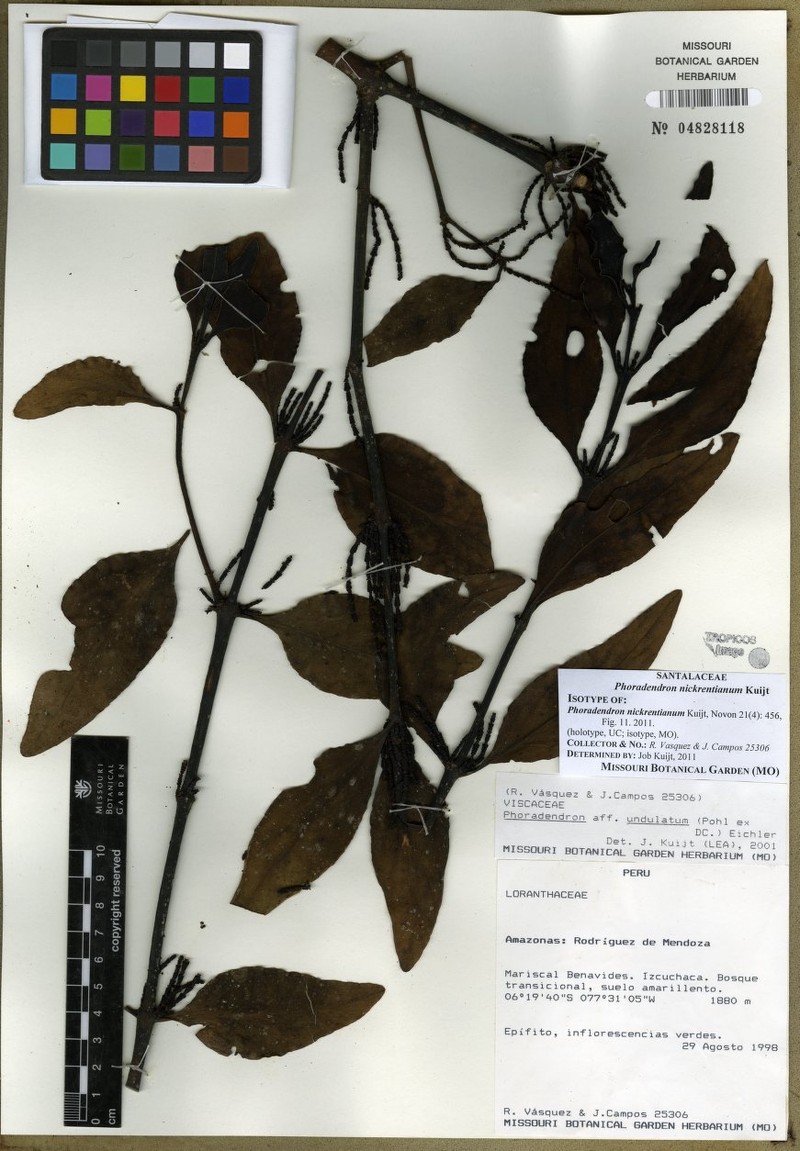 Phoradendron nickrentianum