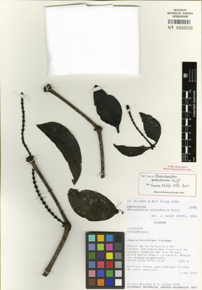 Phoradendron palandense