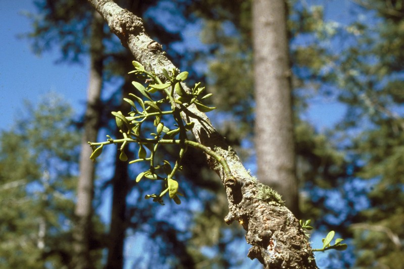 Fir Mistletoe
