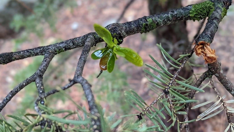 Fir Mistletoe photo 3