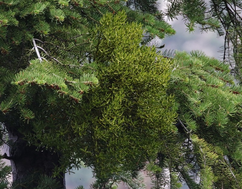 Fir Mistletoe photo 4