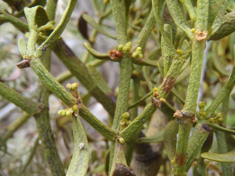 Fir Mistletoe photo 5
