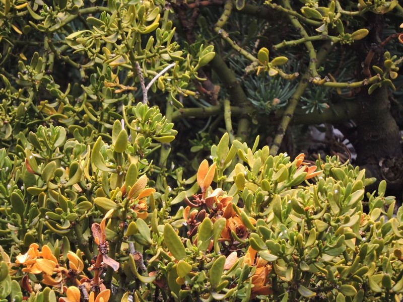Fir Mistletoe photo 6