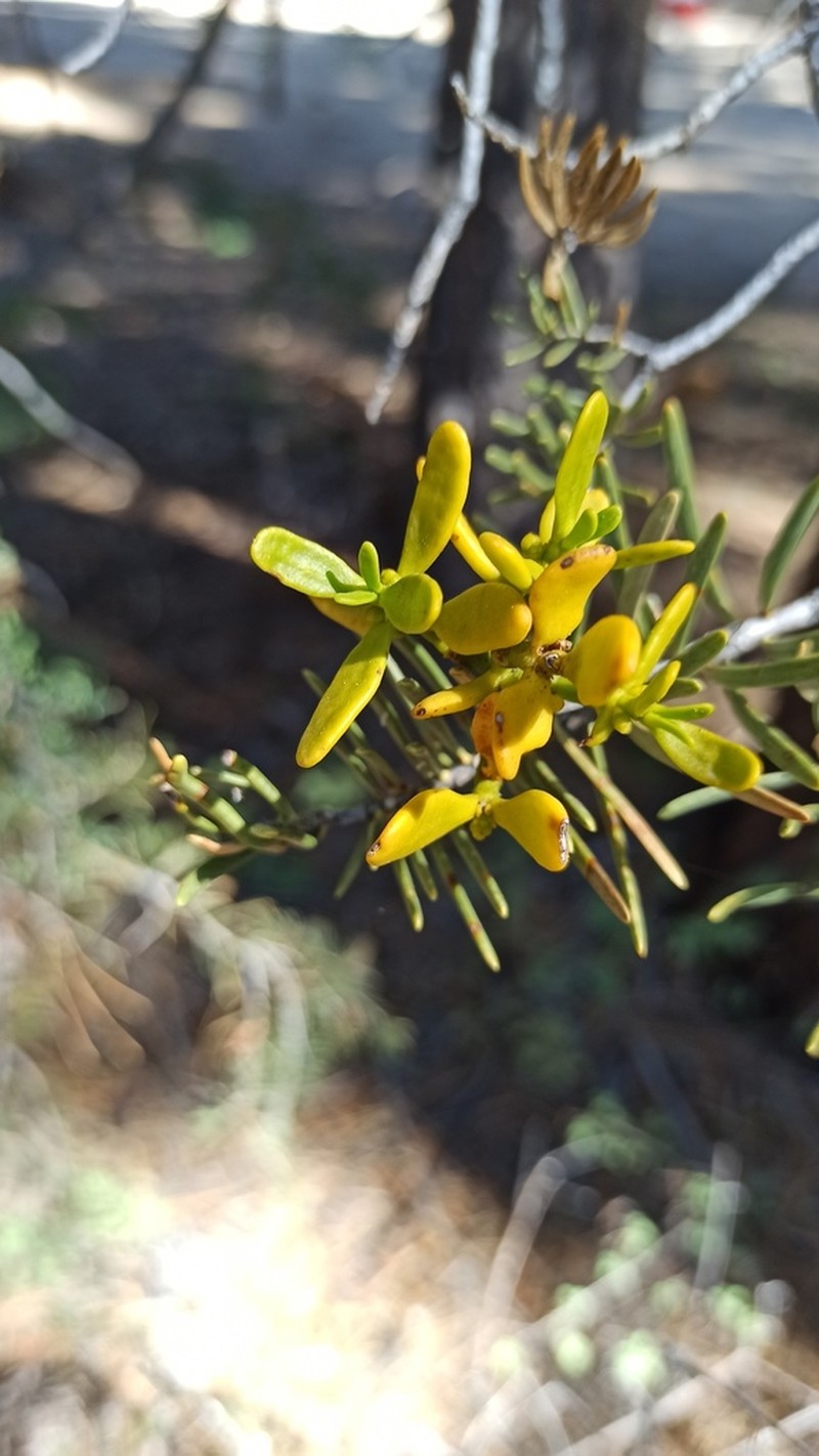 Fir Mistletoe photo 8