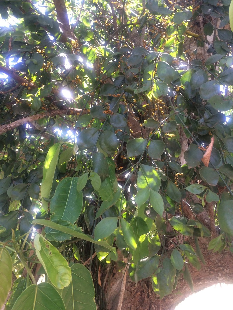 Piper Mistletoe photo 2