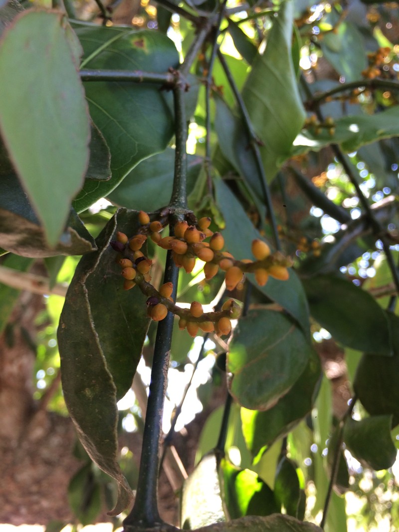 Piper Mistletoe photo 3