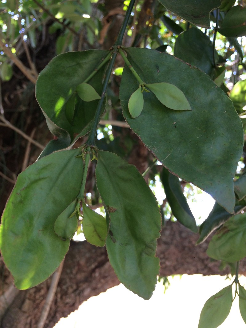 Piper Mistletoe photo 4
