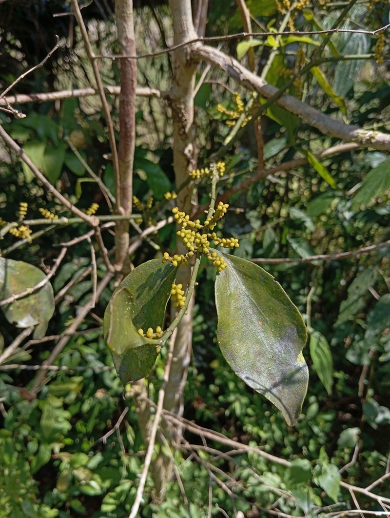 Piper Mistletoe photo 2