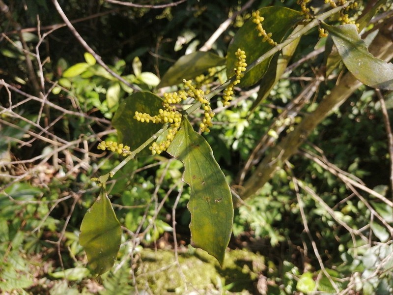 Piper Mistletoe photo 4