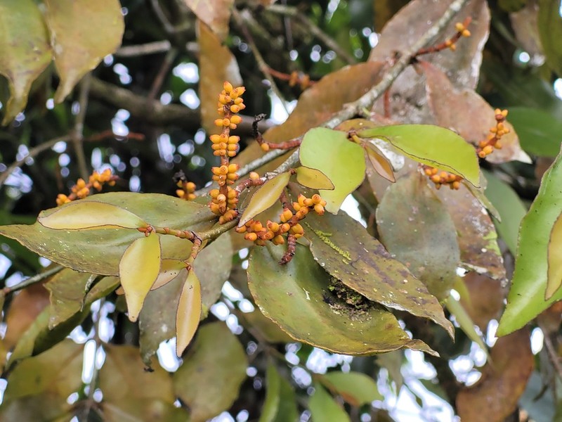 Piper Mistletoe photo 5