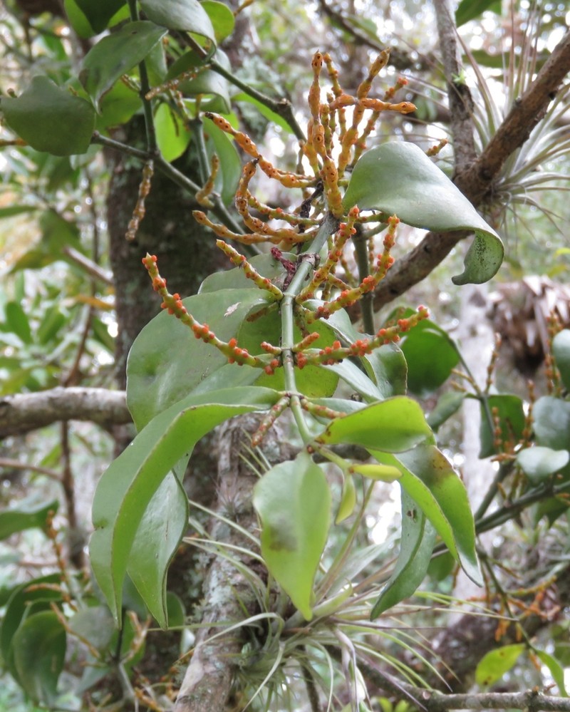 Piper Mistletoe photo 7