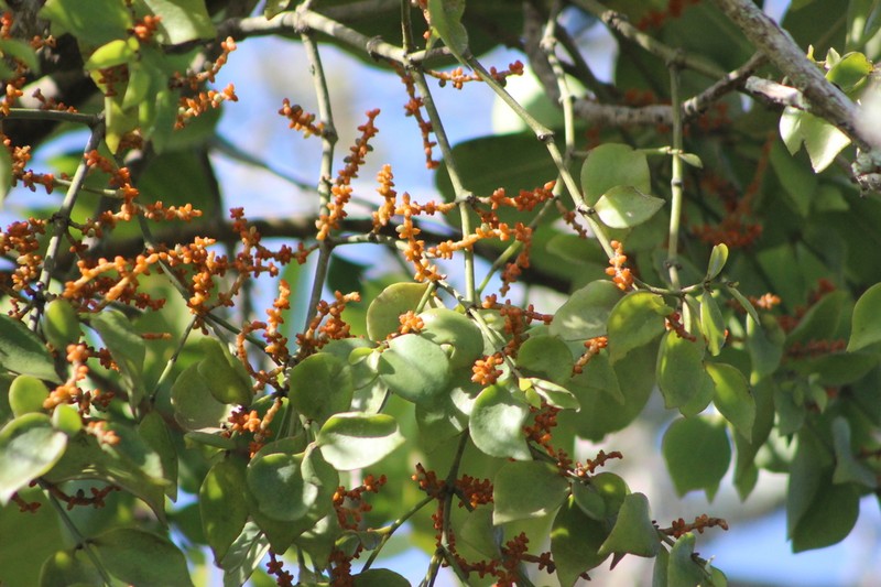 Piper Mistletoe photo 8