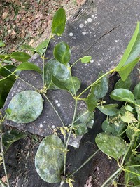 Bigleaf Mistletoe