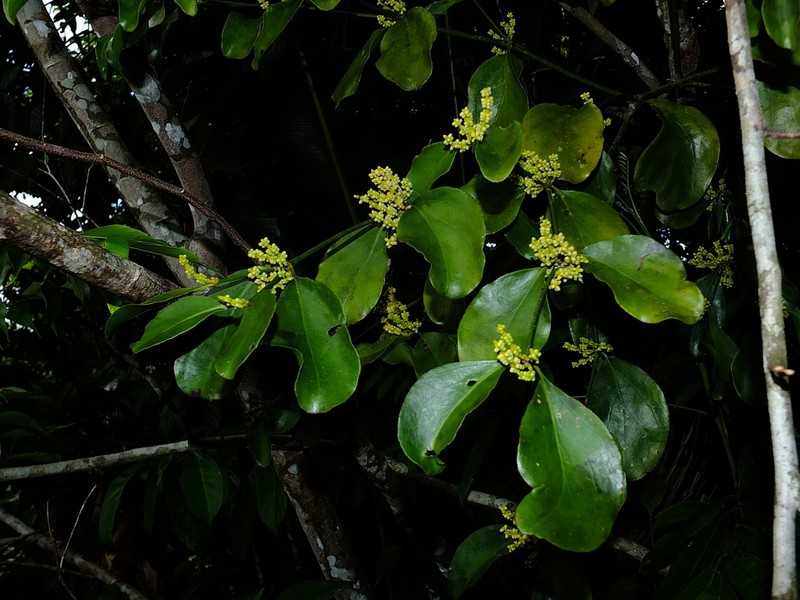Bigleaf Mistletoe photo 2