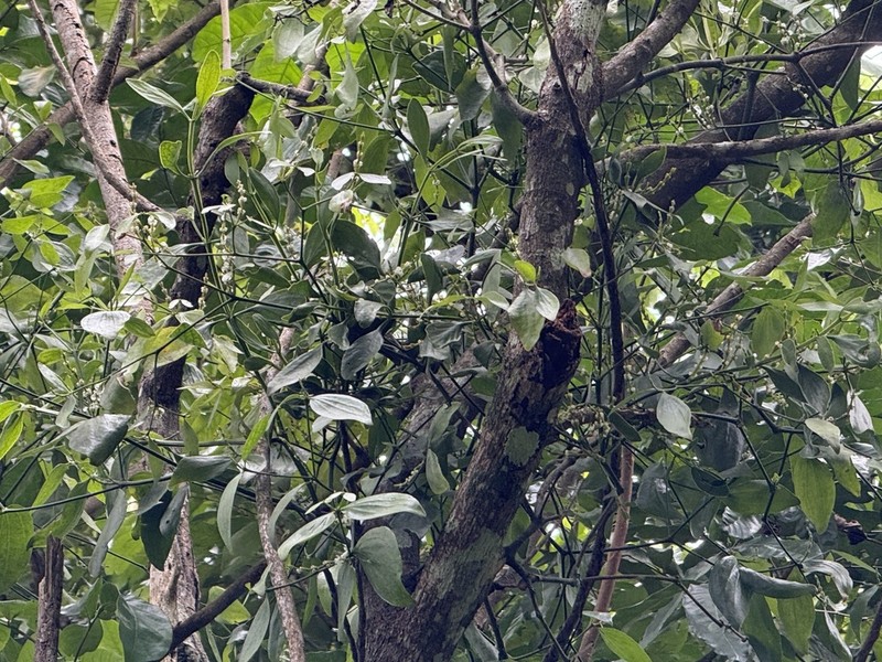 Bigleaf Mistletoe photo 3