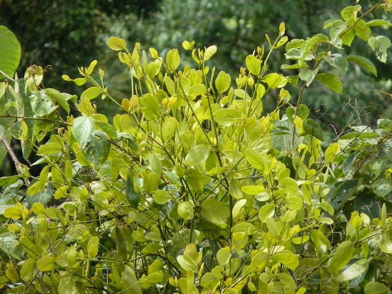 Bigleaf Mistletoe photo 4