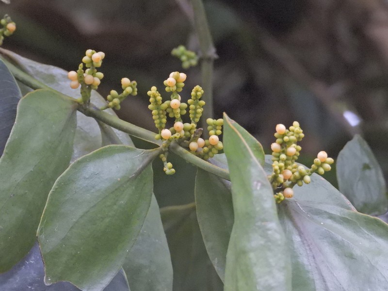 Bigleaf Mistletoe photo 5