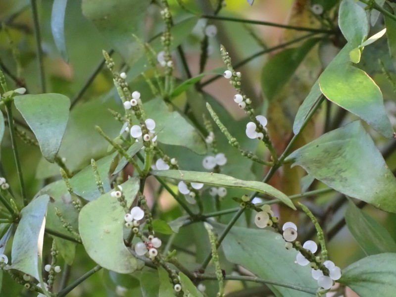 Bigleaf Mistletoe photo 6