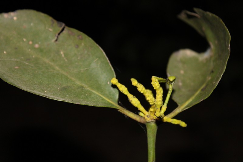 Bigleaf Mistletoe photo 7