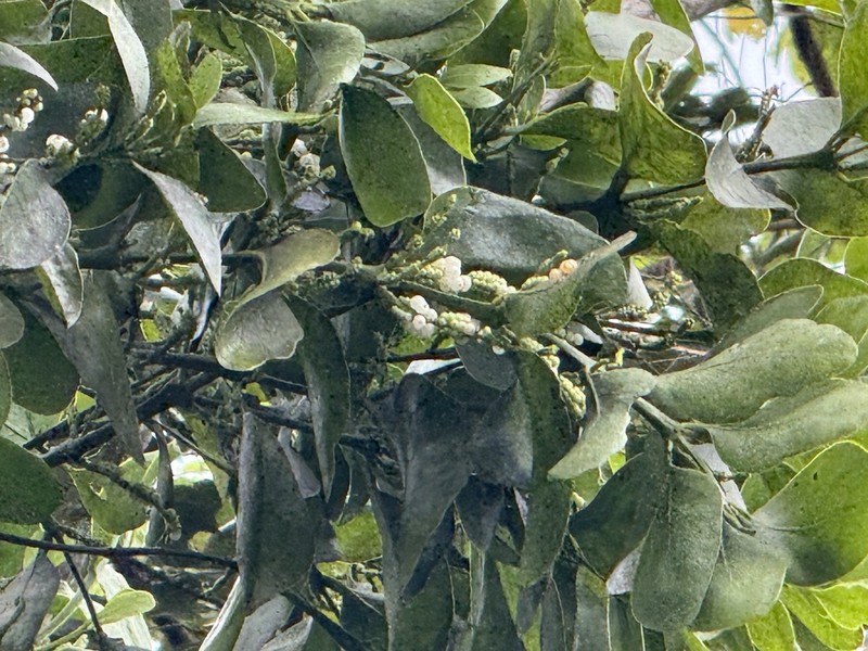 Bigleaf Mistletoe photo 8