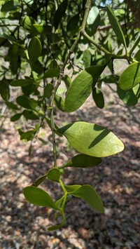 Mahogany Mistletoe