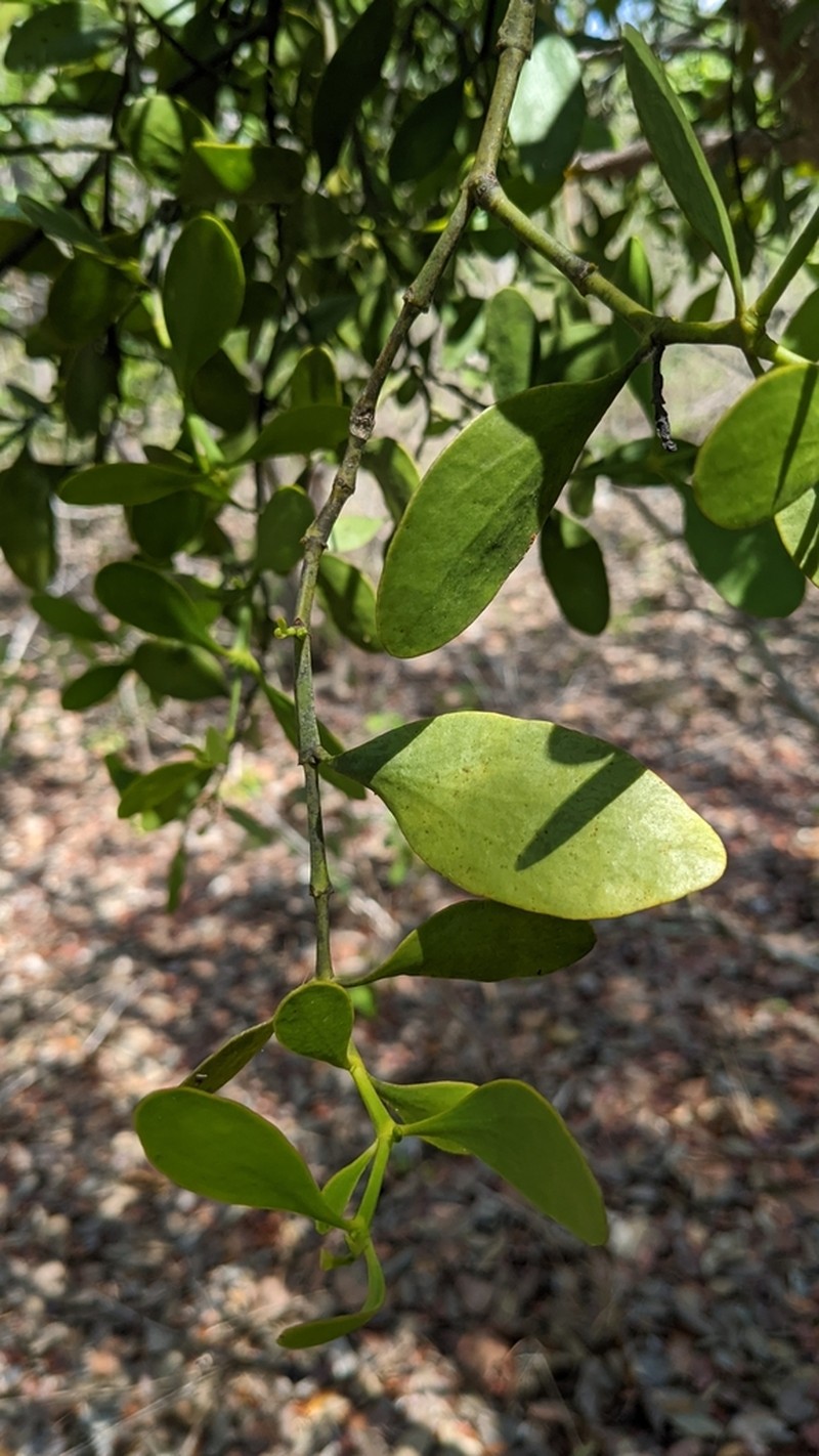 Mahogany Mistletoe