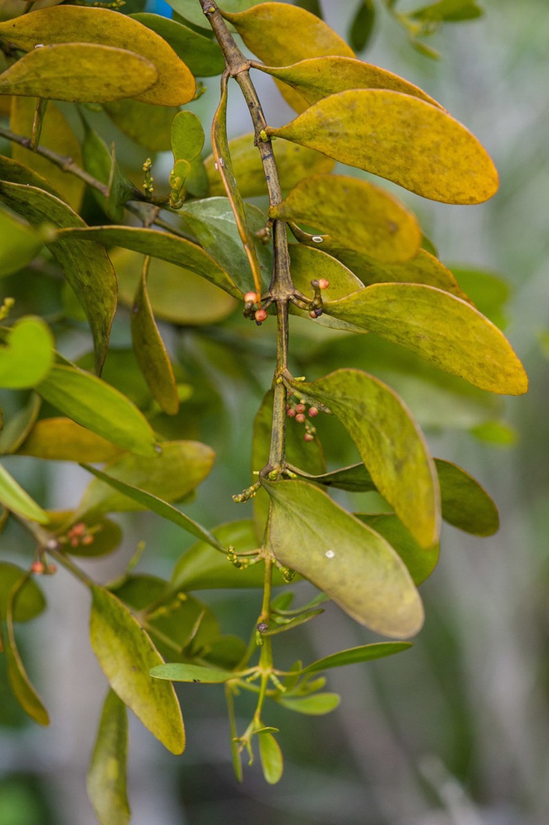 Mahogany Mistletoe photo 2