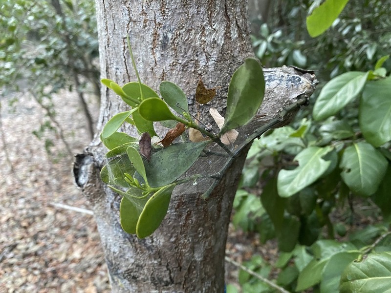 Mahogany Mistletoe photo 3