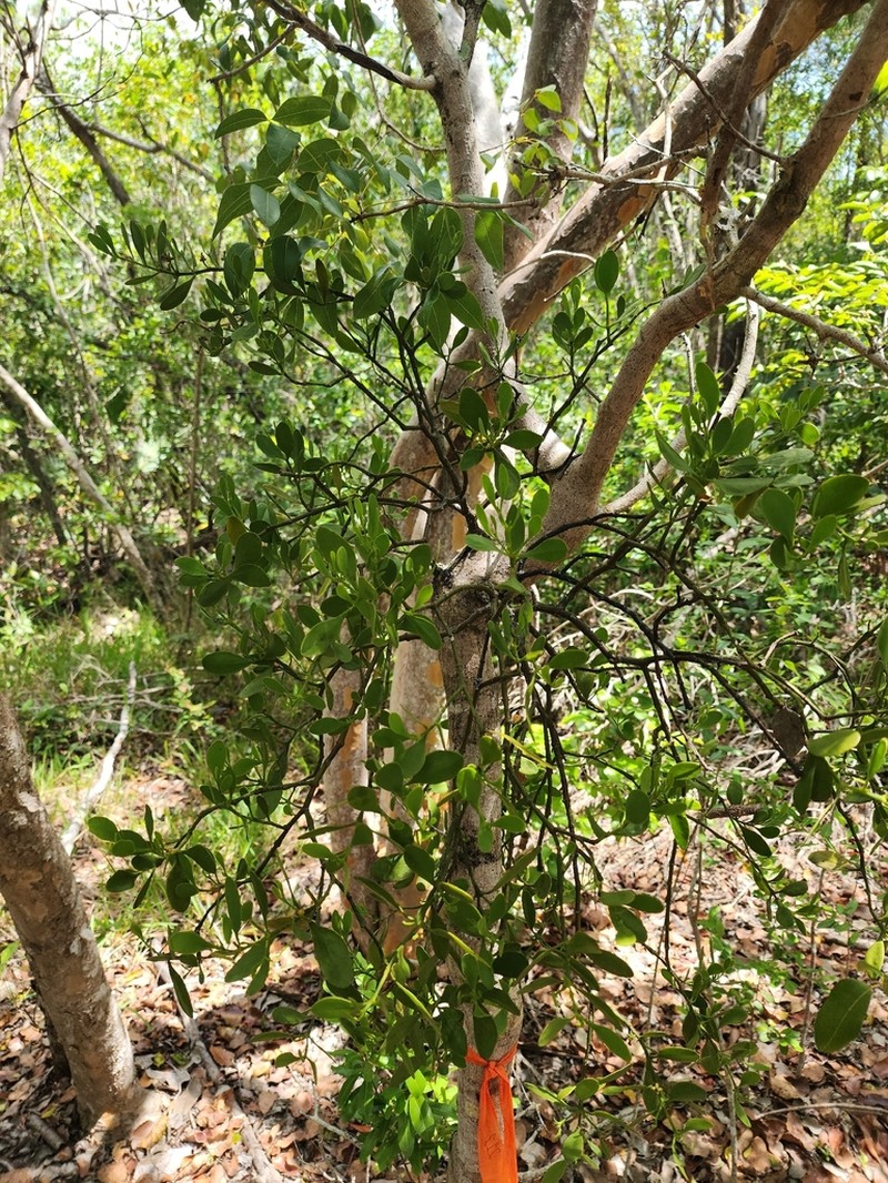 Mahogany Mistletoe photo 4
