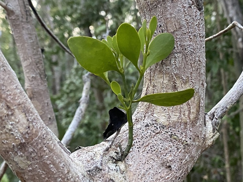 Mahogany Mistletoe photo 5