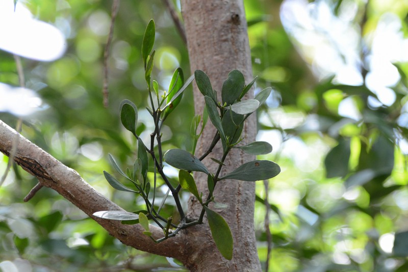 Mahogany Mistletoe photo 6
