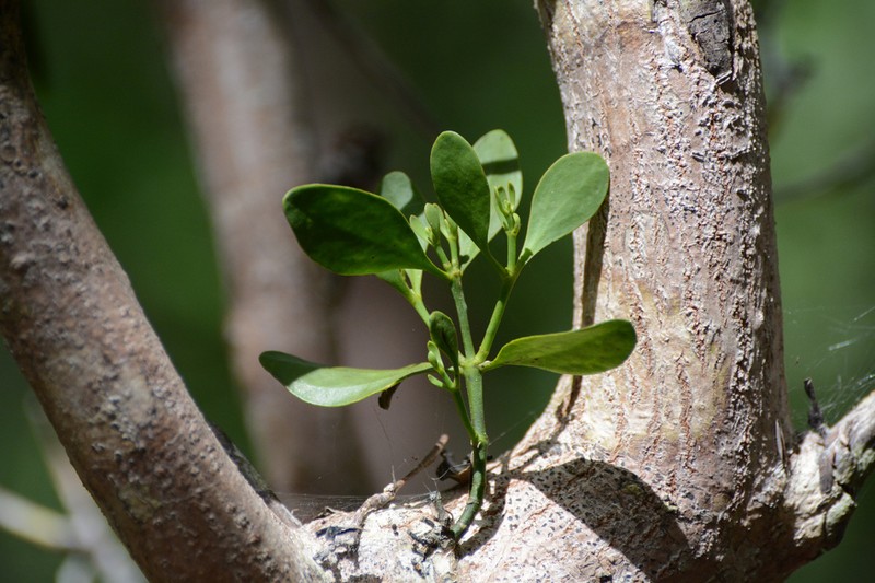 Mahogany Mistletoe photo 8