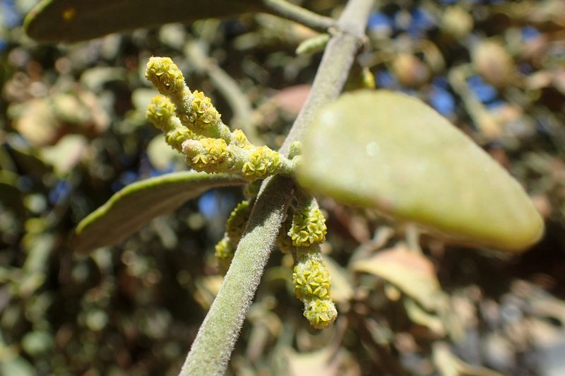 Christmas Mistletoe photo 2