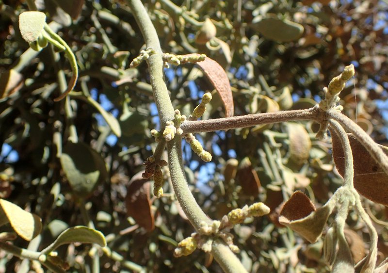 Christmas Mistletoe photo 3