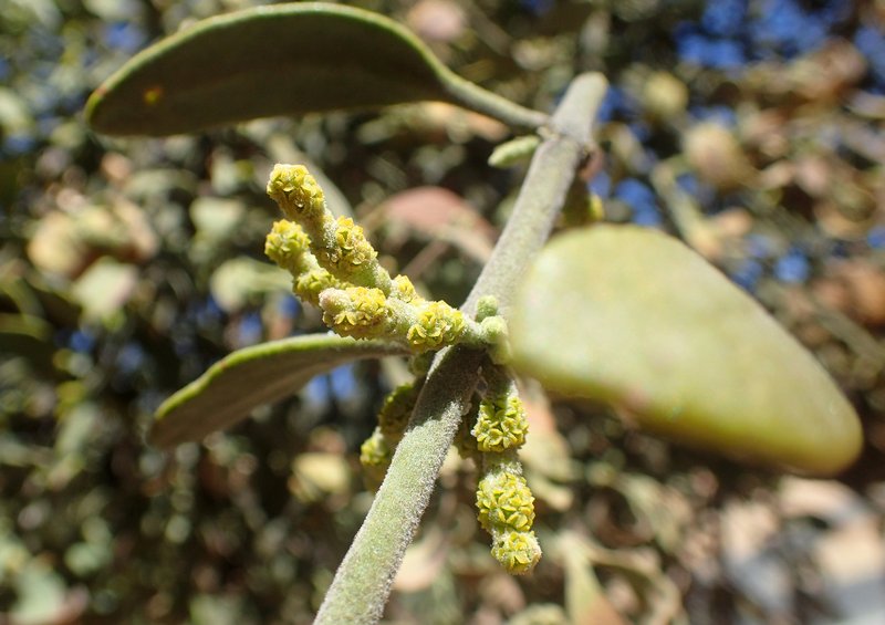 Christmas Mistletoe photo 4
