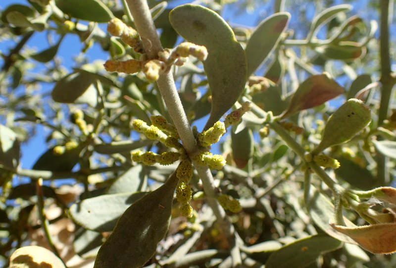 Christmas Mistletoe photo 5