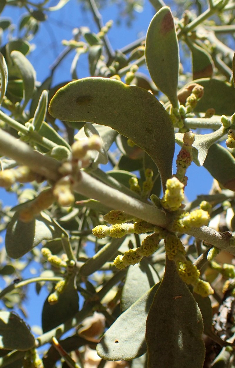Christmas Mistletoe photo 6