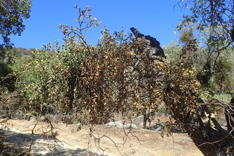 Christmas Mistletoe photo 7