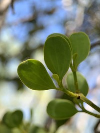 Angled Mistletoe