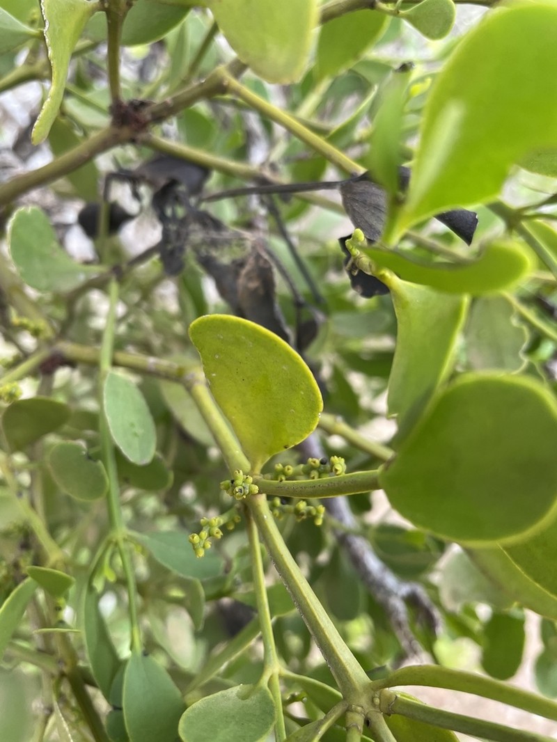 Angled Mistletoe photo 2
