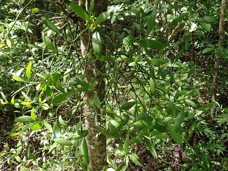 Angled Mistletoe photo 3