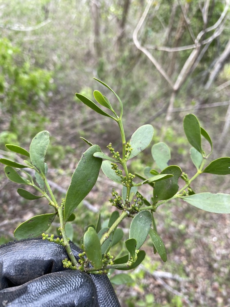 Angled Mistletoe photo 4