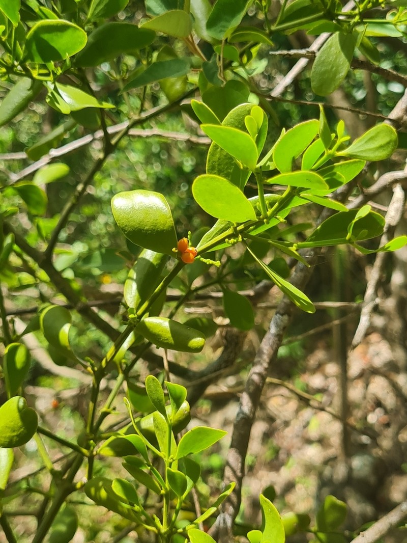 Angled Mistletoe photo 5
