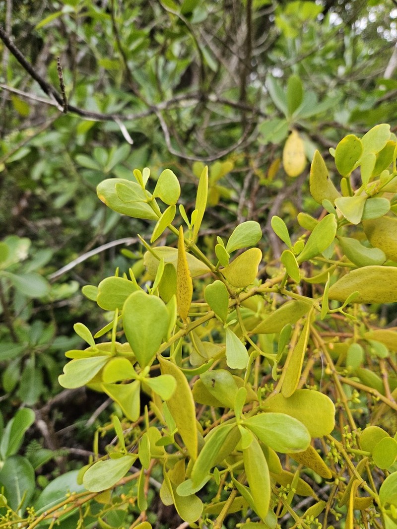 Angled Mistletoe photo 6