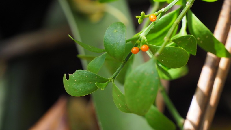Angled Mistletoe photo 7