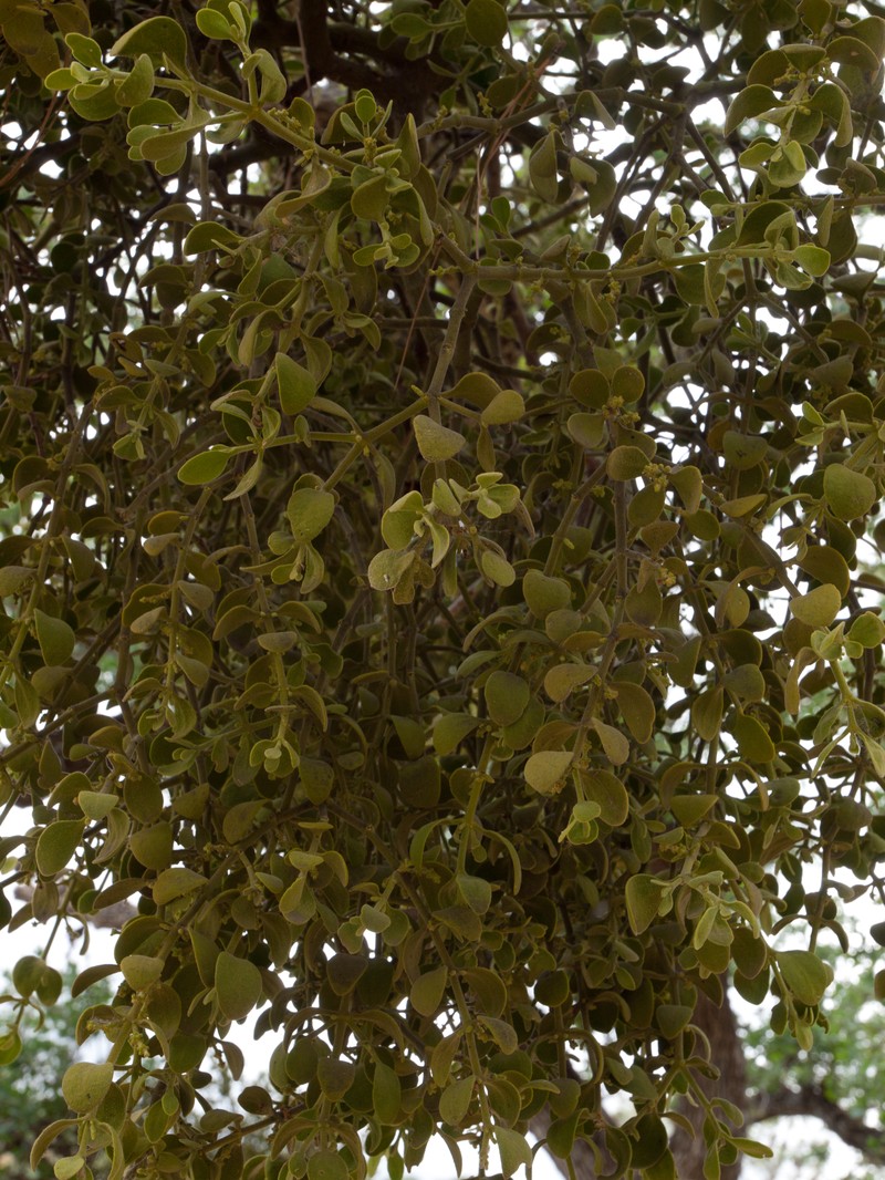 Pacific Mistletoe photo 5