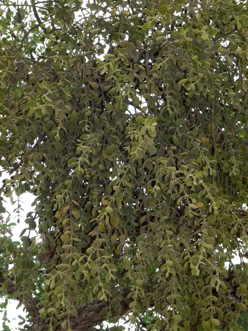 Pacific Mistletoe photo 6
