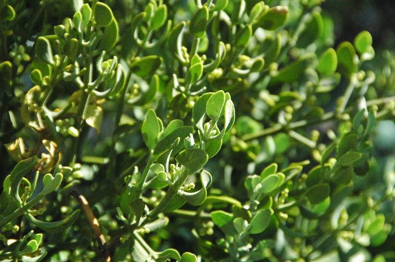 Pacific Mistletoe photo 7