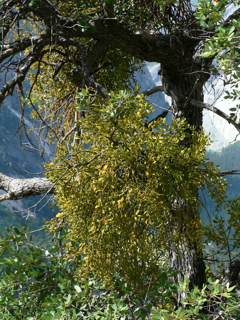 Pacific Mistletoe photo 2
