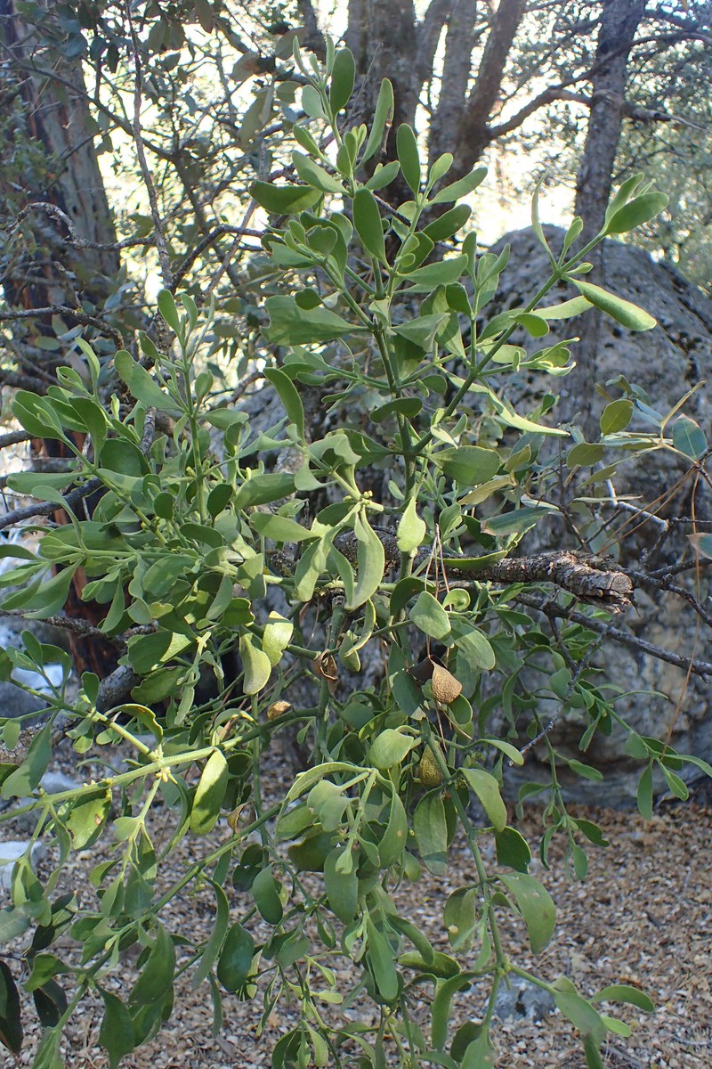 Pacific Mistletoe photo 3